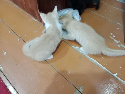 Кошечка 1