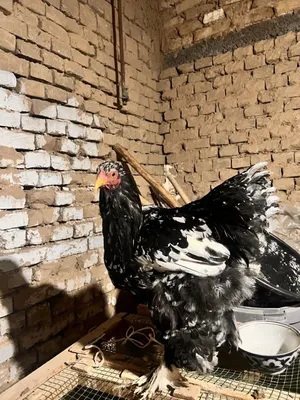 Ayol ozining trusigiga siydi