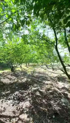 Возможен также обмен, цена договорная