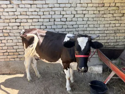 Yeb ichishi zo’r biror aybi yoq kelishamiz