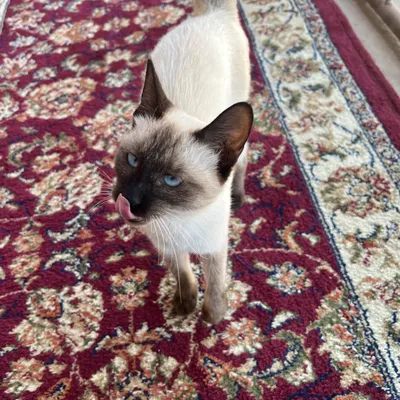 Сиамский котёнок 1