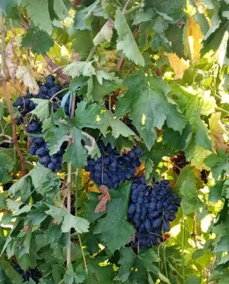 Uzum, bor kilosi 10 mingdan