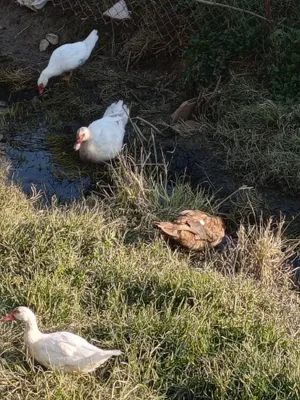 oʻrdaklar lavanda 1