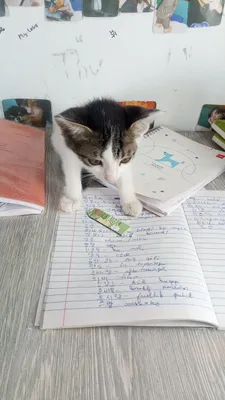 Кошка 1