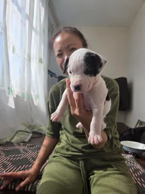 Staffordshir teriyeri va pitbul kuchukchalari 5
