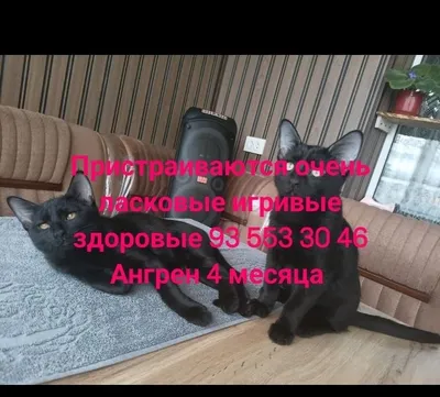 Angrenda yaxshi qo‘lga beriladi 1