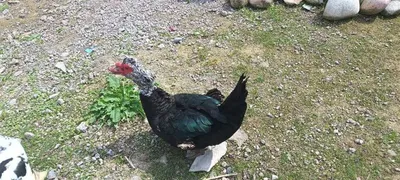 Индуотка сотилади 1