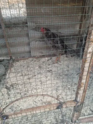 Корейский петух дакан 1