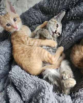 Отдам котят в заботливые руки 1