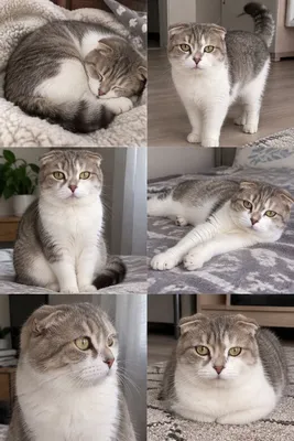 скотщ фолд
