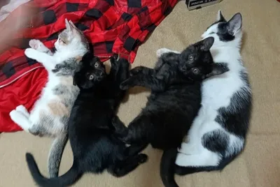 Отдаем котят в хорошие руки 1