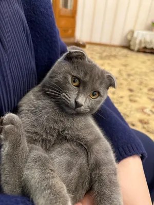 Потерялся кот 6 Месяцев 1