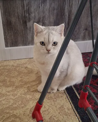 Erkak va urg‘ochi mushukchalar sotiladi 1