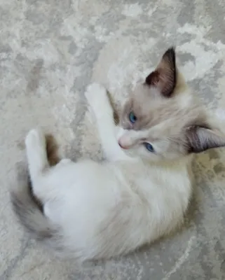 Ragdoll mushukkk 1