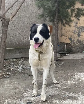 Tozza erkak alabay sotiladi 1