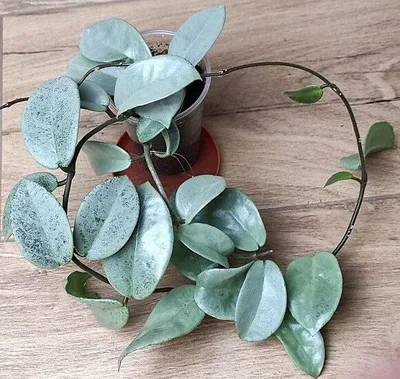 Hoya carnosa Nova ghost 1