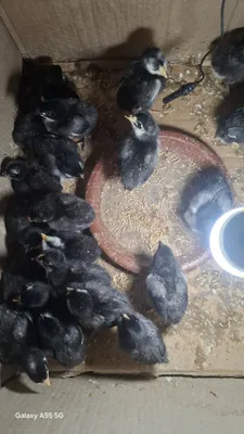 Продаются цыплята «Чёрный шахзод», возраст от 1 дня до 1 месяца 1