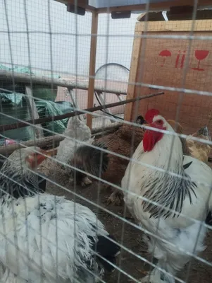 Куры породы Брама, Ташкент 1