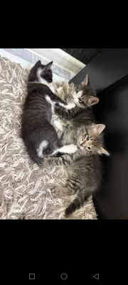 очень умные котята 1