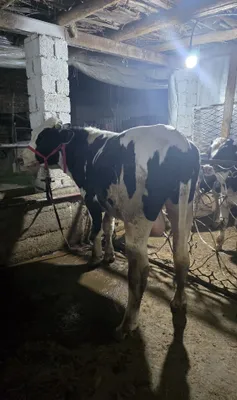 2 ta Jaydari buqalar yemlashga tayor 1