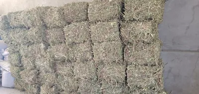 Продаётся прессованное арахисовое сено