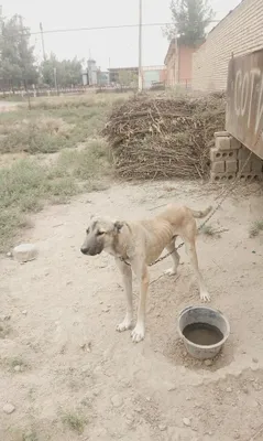 SHOSHILINCH SOTILADI! ZOTDOR ALABAY Alabayimizni boqishga sharoiti 1