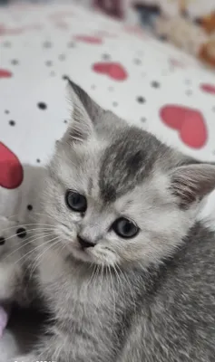 Серебристая шиншилла, 2 месяца 1