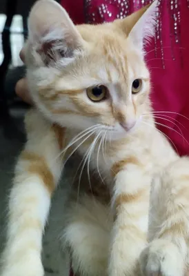 Активный, рыжий котёнок 1