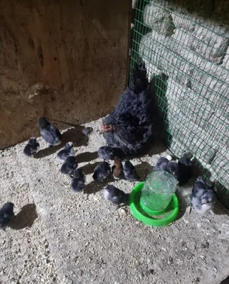 Ona bola tovuq sotiladi 1