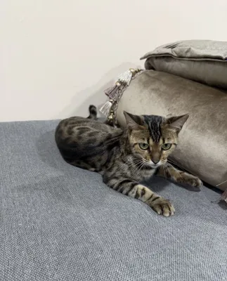 Бенгальская кошка, 1 год, девочка 1