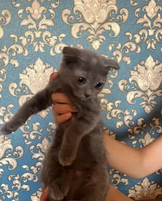 Котята скоттиш фолд 1