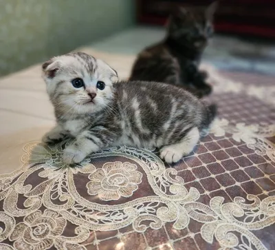 Продаются котята, чёрные котята — 300 тысяч сумов 1