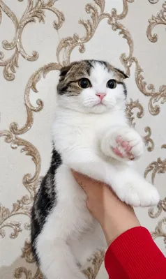 Продается кошка , писать в тг * 1