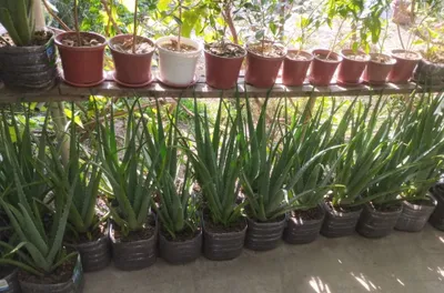 Gul aloe vera .. 1