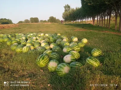 tarvuz