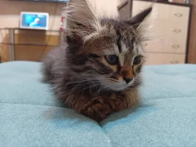 котенок мальчик в хорошие руки пушистый 1 месяц 1