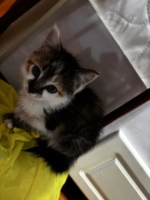 Котенок маленькая нг 1