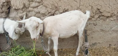 Продам 2 коз 1