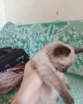 Продаю котят сиамских 1