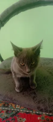 Продаётся кошка за 350 000 сум 1