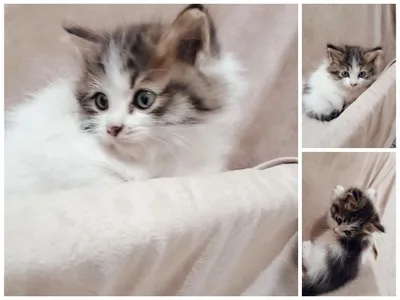 Ikkita ikkita teshikli qattiq porno