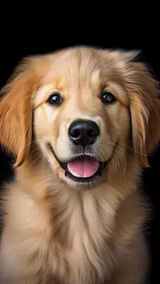 Golden retriver kuchuklariga bron 1