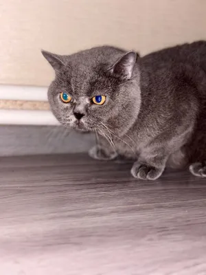 Джони, кот 1