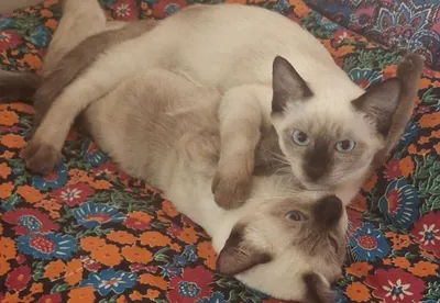 Сиамский кот 4 мес 1