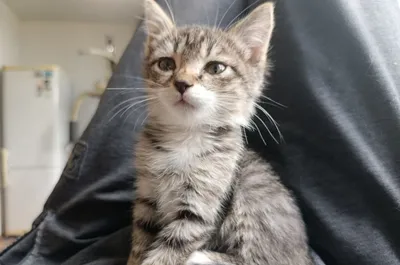 Mushukchalar mehribon qo‘llarga 1