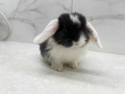 Mini Lop (декоративный кролик) SPLIT 1