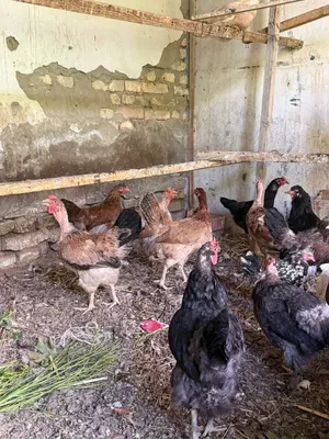 Товуклар хурозлар сотилади 1