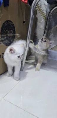 Котята с матерью продам в хорошие руки . 1