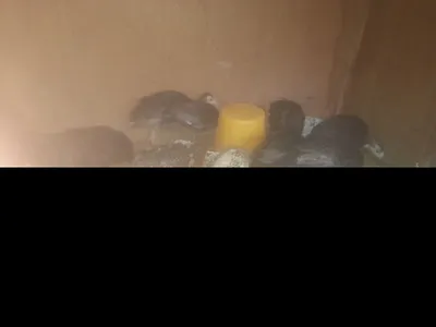 Kurka jojalari bor sotladi 1