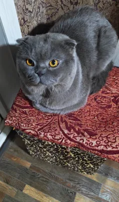 Кот на вязку скоттиш фолд